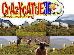 Crazy-Cattle-3D